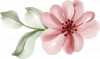 Blume2